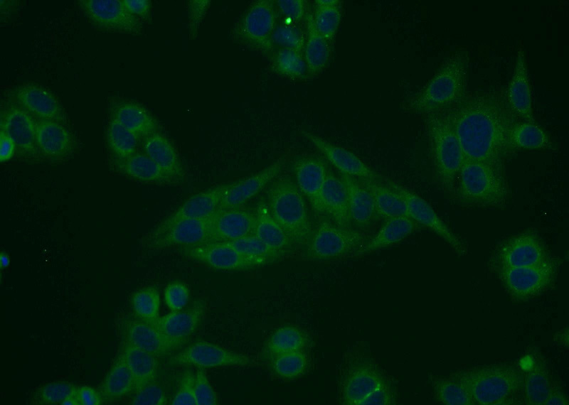 Immunofluorescent analysis of HepG2 cells using Catalog No:115680(STARD5 Antibody) at dilution of 1:25 and Alexa Fluor 488-congugated AffiniPure Goat Anti-Rabbit IgG(H+L)