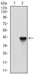Western blot analysis using PIK3CG mAb against HEK293 (1) and PIK3CG (AA: 1-100)-hIgGFc transfected HEK293 (2) cell lysate.