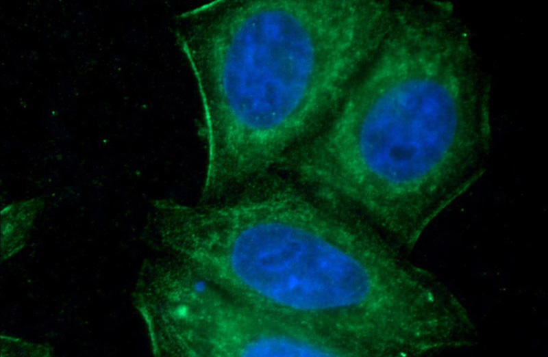 Immunofluorescent analysis of HepG2 cells using Catalog No:107490(PTEN Antibody) at dilution of 1:50 and Alexa Fluor 488-congugated AffiniPure Goat Anti-Mouse IgG(H+L)