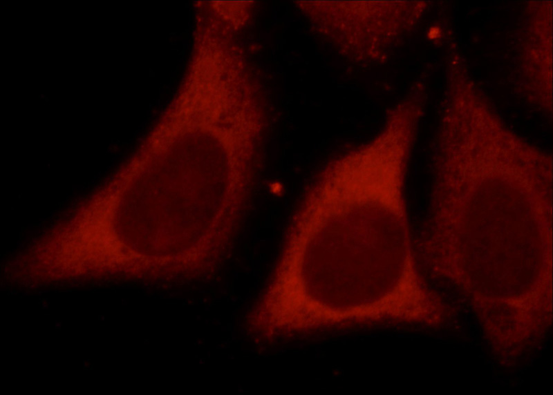 Immunofluorescent analysis of HepG2 cells, using MMP1 antibody Catalog No:112696 at 1:50 dilution and Rhodamine-labeled goat anti-rabbit IgG (red).
