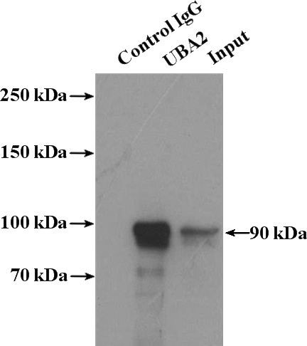 IP Result of anti-UBA2 (IP:Catalog No:116467, 4ug; Detection:Catalog No:116467 1:500) with Jurkat cells lysate 3200ug.