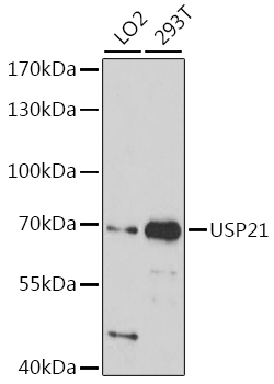 Western blot - USP21 Polyclonal Antibody 
