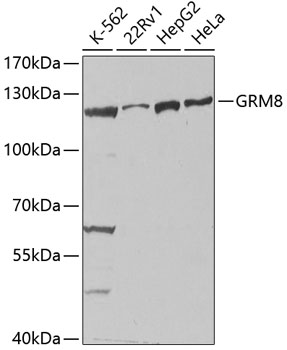 Western blot - GRM8 Polyclonal Antibody 