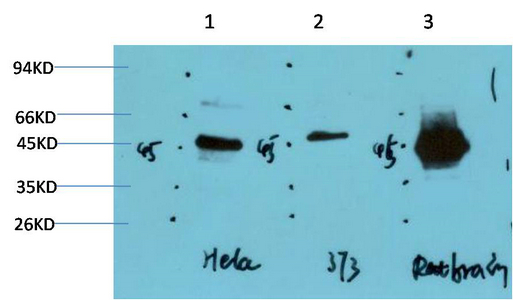 Western blot analysis of 1) Hela Cell Lysate, 2) 3T3 Cell Lysate, 3) Rat Brain Tissue Lysate using GSK3β Mouse mAb diluted at 1:1000.