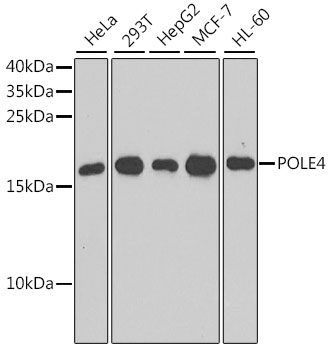 Western blot - POLE4 Polyclonal Antibody 