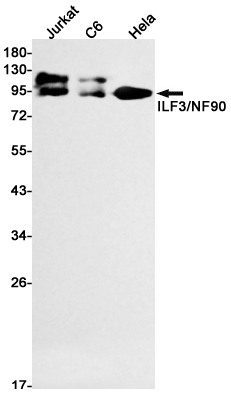 Western blot detection of ILF3/NF90 in Jurkat,C6,Hela cell lysates using ILF3/NF90 Rabbit mAb(1:1000 diluted).Predicted band size:95kDa.Observed band size:95kDa.