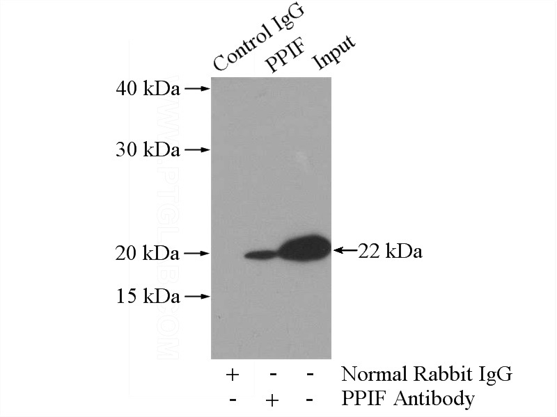 IP Result of anti-PPIF-Specific (IP:Catalog No:114124, 3ug; Detection:Catalog No:114124 1:1000) with mouse heart tissue lysate 4000ug.