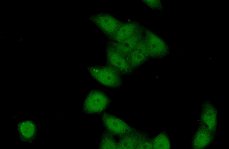 Immunofluorescent analysis of (10% Formaldehyde) fixed HeLa cells using Catalog No:117104(BCL9 Antibody) at dilution of 1:50 and Alexa Fluor 488-congugated AffiniPure Goat Anti-Rabbit IgG(H+L)
