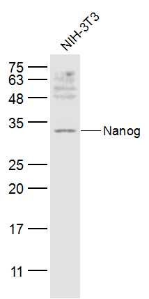 Fig6: Sample:; NIH/3T3(Mouse) Cell Lysate at 30 ug; Primary: Anti-Nanog at 1/300 dilution; Secondary: IRDye800CW Goat Anti-Rabbit IgG at 1/20000 dilution; Predicted band size: 34 kD; Observed band size: 34 kD