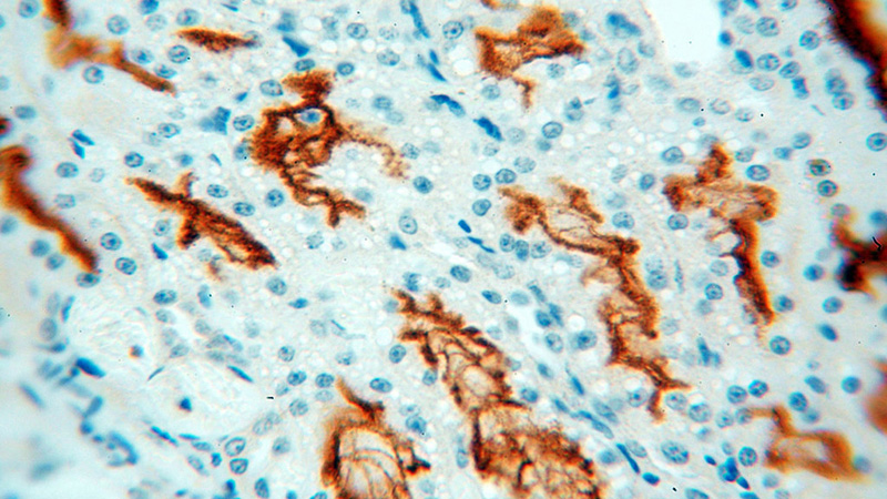Immunohistochemical of paraffin-embedded human kidney using Catalog No:112695(MME,CD10 antibody) at dilution of 1:100 (under 40x lens)