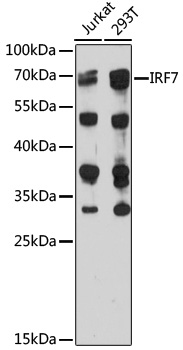 Western blot - IRF7 Polyclonal Antibody 
