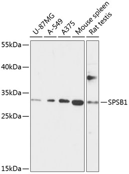 Western blot - SPSB1 Polyclonal Antibody 
