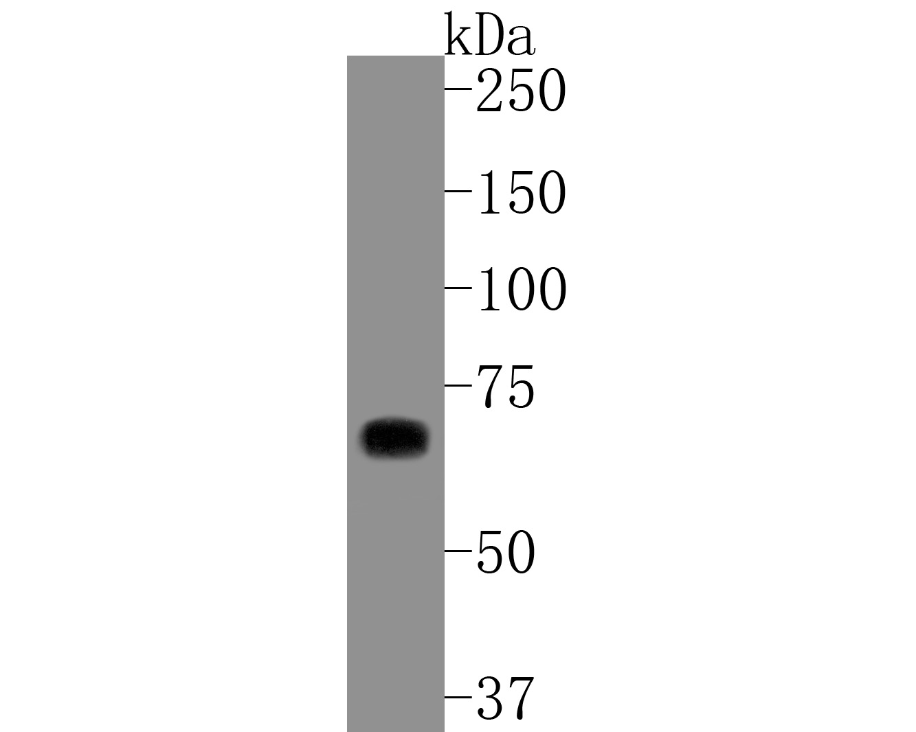 Fig1:; Western blot analysis of Themis on Jurkat cell lysates. Proteins were transferred to a PVDF membrane and blocked with 5% BSA in PBS for 1 hour at room temperature. The primary antibody ( 1/1,000) was used in 5% BSA at room temperature for 2 hours. Goat Anti-Rabbit IgG - HRP Secondary Antibody (HA1001) at 1:5,000 dilution was used for 1 hour at room temperature.