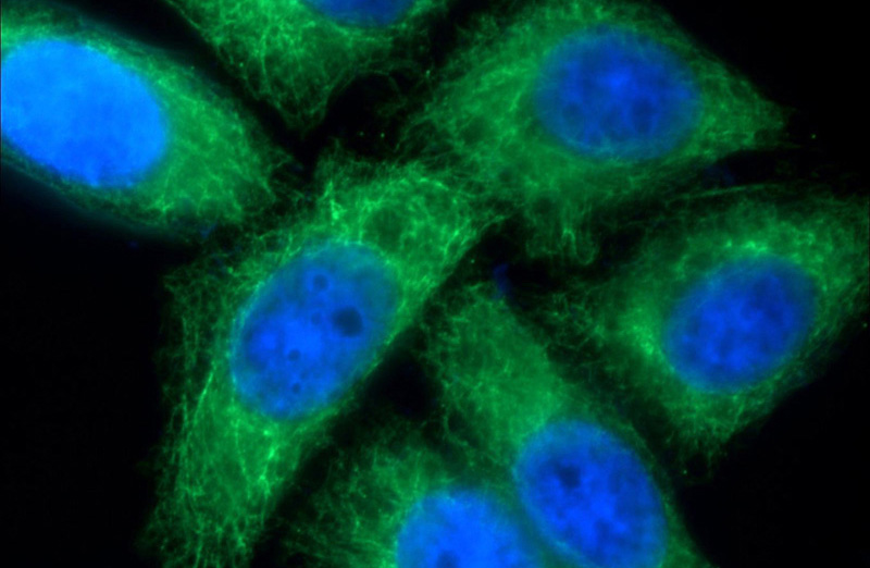 Immunofluorescent analysis of HeLa cells using Catalog No:109797(KRT17 Antibody) at dilution of 1:50 and Alexa Fluor 488-congugated AffiniPure Goat Anti-Rabbit IgG(H+L)