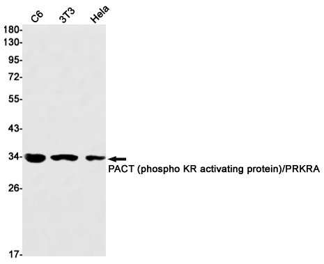 Western blot detection of PACT (phospho KR activating protein)/PRKRA in C6,3T3,Hela cell lysates using PACT (phospho KR activating protein)/PRKRA Rabbit mAb(1:1000 diluted).Predicted band size:34kDa.Observed band size:34kDa.