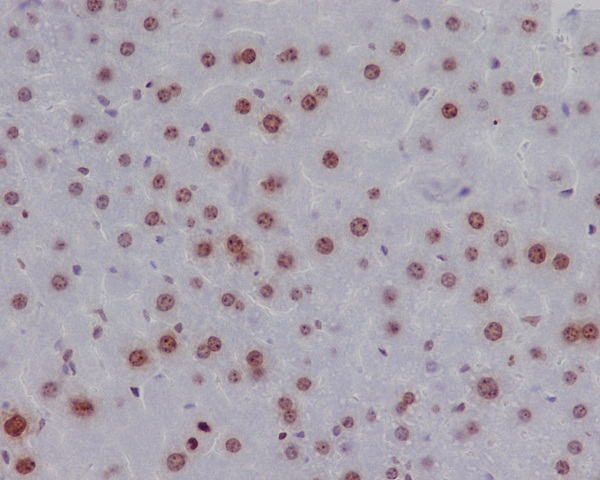 Immunohistochemical analysis of paraffin-embedded mouse liver, using Phospho-Histone H2A.X (S139) Antibody.