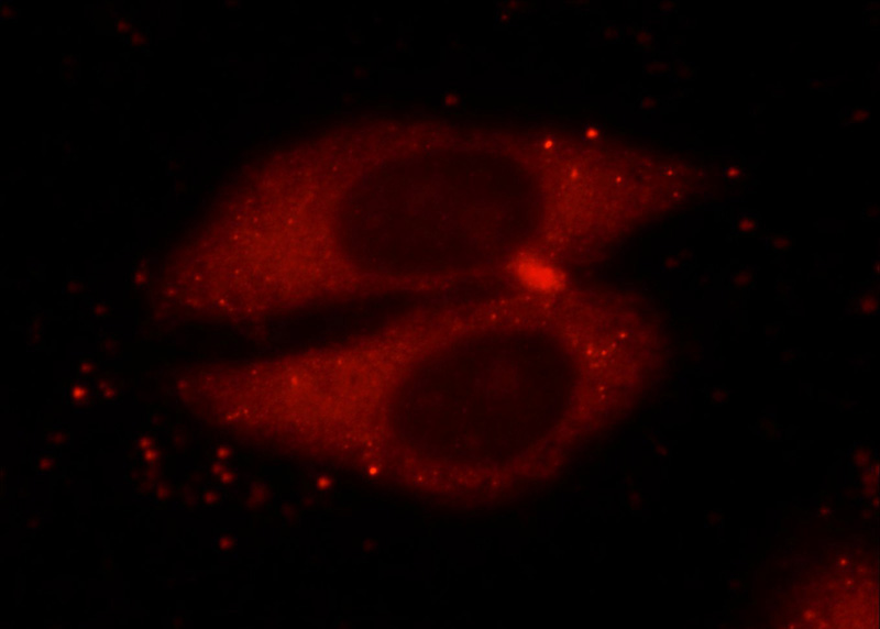 Immunofluorescent analysis of HepG2 cells using Catalog No:114175(PRDX1 Antibody) at dilution of 1:25 and Rhodamine-Goat anti-Rabbit IgG