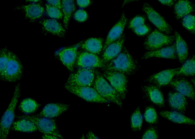 Immunofluorescent analysis of (10% Formaldehyde) fixed HeLa cells using Catalog No:112690(MMAB Antibody) at dilution of 1:50 and Alexa Fluor 488-congugated AffiniPure Goat Anti-Rabbit IgG(H+L)