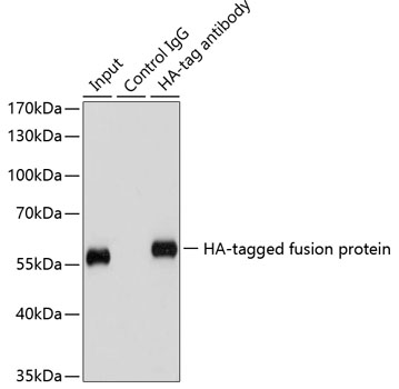 Immunoprecipitation - Mouse anti HA-Tag mAb 