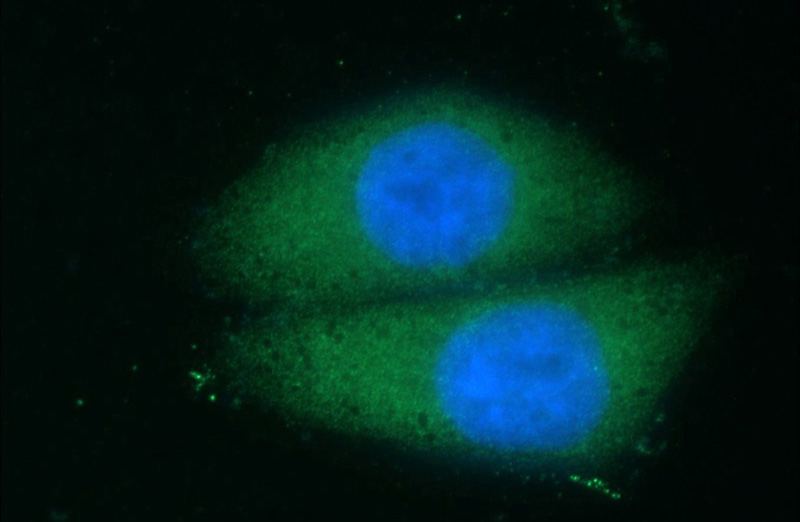 Immunofluorescent analysis of HepG2 cells using Catalog No:113142(NFATC2 Antibody) at dilution of 1:50 and Alexa Fluor 488-congugated AffiniPure Goat Anti-Rabbit IgG(H+L)