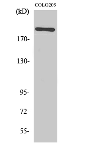 Fig1:; Western Blot analysis of various cells using EGFL4 Polyclonal Antibody