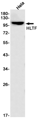 Western blot detection of HLTF in Hela cell lysates using HLTF Rabbit pAb(1:1000 diluted).Predicted band size:114kDa.Observed band size:114kDa.