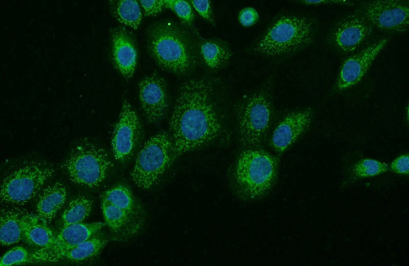 Immunofluorescent analysis of A431 cells using Catalog No:109421(CNDP1 Antibody) at dilution of 1:50 and Alexa Fluor 488-congugated AffiniPure Goat Anti-Rabbit IgG(H+L)