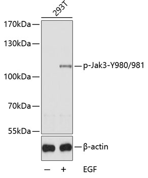 Western blot - Phospho-Jak3-Y980/981 pAb 