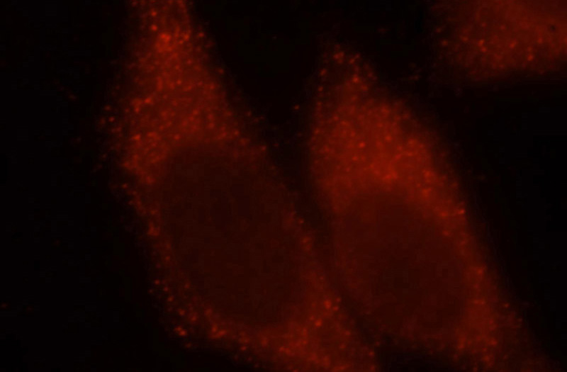 Immunofluorescent analysis of HepG2 cells, using CALML4 antibody Catalog No:108827 at 1:25 dilution and Rhodamine-labeled goat anti-rabbit IgG (red).