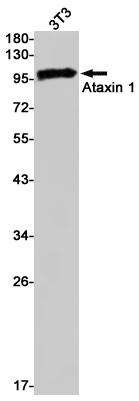 Western blot detection of Ataxin 1 in 3T3 cell lysates using Ataxin 1 Rabbit pAb(1:1000 diluted).Predicted band size:87kDa.Observed band size:105kDa.