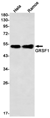 Western blot detection of GRSF1 in Hela,Ramos cell lysates using GRSF1 Rabbit mAb(1:1000 diluted).Predicted band size:53kDa.Observed band size:53kDa.