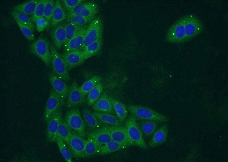 Immunofluorescent analysis of HepG2 cells using Catalog No:114360(PYGL Antibody) at dilution of 1:50 and Alexa Fluor 488-congugated AffiniPure Goat Anti-Rabbit IgG(H+L)