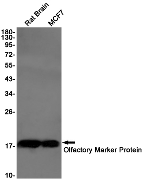 Western blot detection of Olfactory Marker Protein in Rat Brain,MCF7 cell lysates using Olfactory Marker Protein Rabbit pAb(1:1000 diluted).Predicted band size:19KDa.Observed band size:19KDa.
