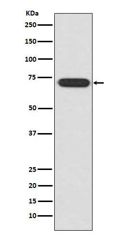 Western blot analysis of ATF2 expression in HeLa cell lysate.