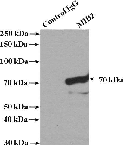 IP Result of anti-MIB2 (IP:Catalog No:112607, 4ug; Detection:Catalog No:112607 1:500) with mouse skeletal muscle tissue lysate 2200ug.