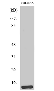 Fig1:; Western Blot analysis of various cells using Brp44L Polyclonal Antibody