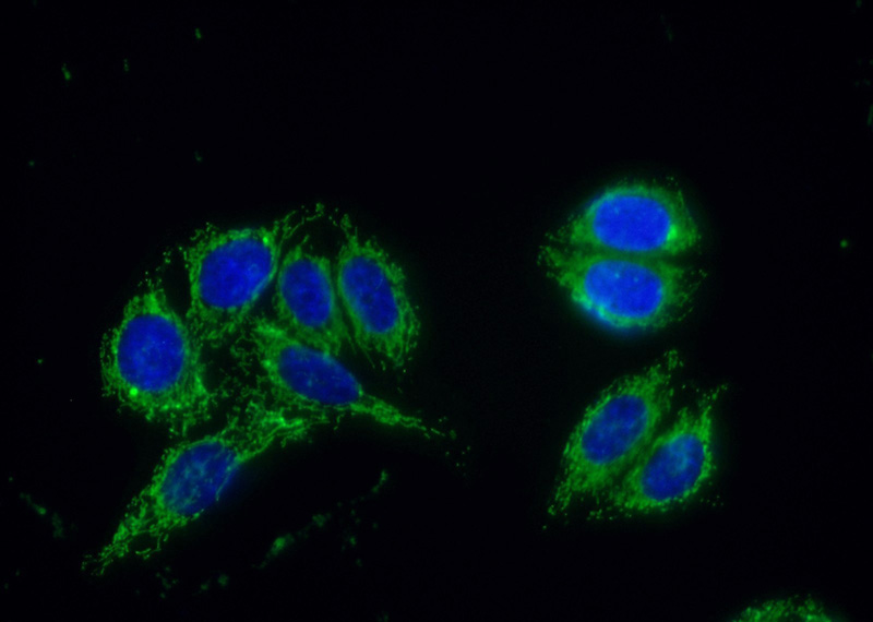 Immunofluorescent analysis of (10% Formaldehyde) fixed HepG2 cells using Catalog No:114222(SERPINA5 Antibody) at dilution of 1:50 and Alexa Fluor 488-congugated AffiniPure Goat Anti-Rabbit IgG(H+L)