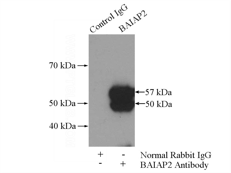 IP Result of anti-BAIAP2 (IP:Catalog No:111934, 4ug; Detection:Catalog No:111934 1:500) with mouse brain tissue lysate 2640ug.