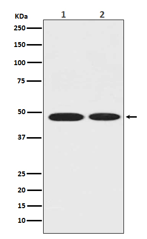 Western blot analysis of ENO1 in (1)MCF-7 whole cell lysate; (2)Rat brain tissue lysate.