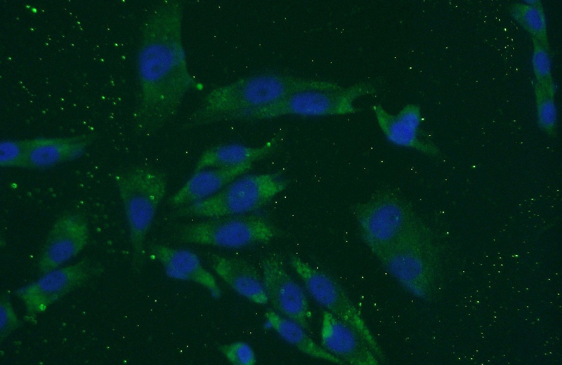 Immunofluorescent analysis of A375 cells using Catalog No:112170(LCE1B Antibody) at dilution of 1:50 and Alexa Fluor 488-congugated AffiniPure Goat Anti-Rabbit IgG(H+L)