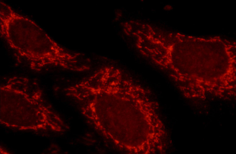 Immunofluorescent analysis of HepG2 cells, using ATP5O antibody Catalog No:113435 at 1:50 dilution and Rhodamine-labeled goat anti-rabbit IgG (red).