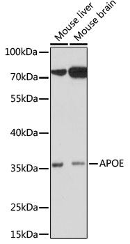 Western blot - Apoe Polyclonal Antibody 