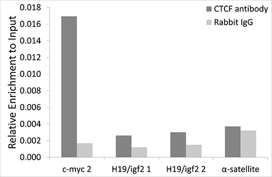 Chromatin Immunoprecipitation - CTCF Polyclonal Antibody 