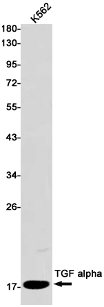 Western blot detection of TGF alpha in K562 cell lysates using TGF alpha Rabbit pAb(1:1000 diluted).Predicted band size:17kDa.Observed band size:17kDa.