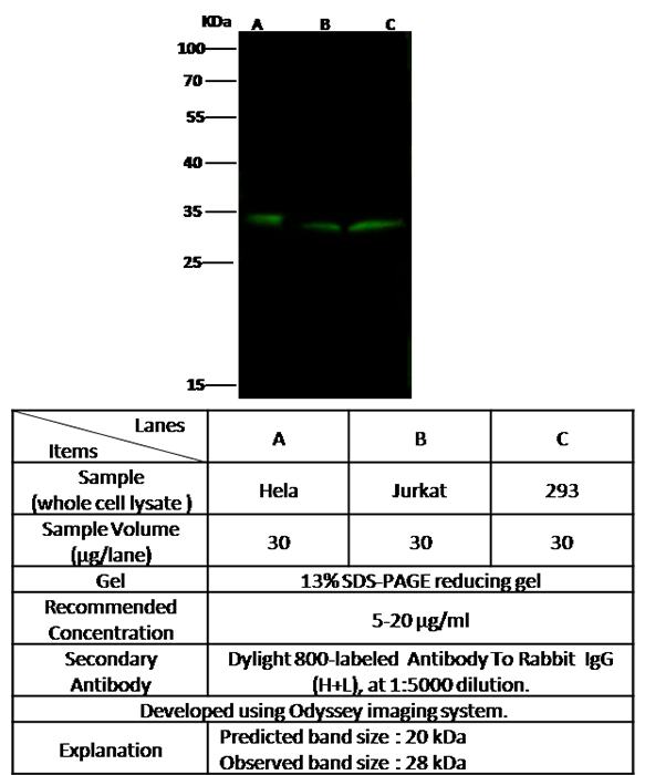 BST2 Antibody, Rabbit PAb, Antigen Affinity Purified, Western blot