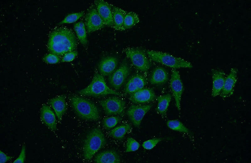 Immunofluorescent analysis of PC-3 cells using Catalog No:111508(HNRNPH3 Antibody) at dilution of 1:50 and Alexa Fluor 488-congugated AffiniPure Goat Anti-Rabbit IgG(H+L)