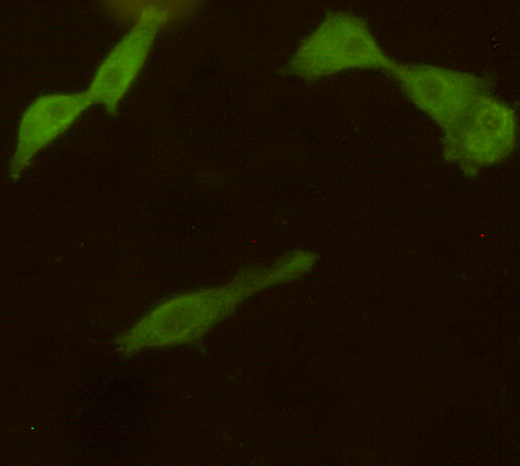 Immunocytochemistry stain of COS7 using UCHL1 / PGP9.5 mouse mAb (1:300).