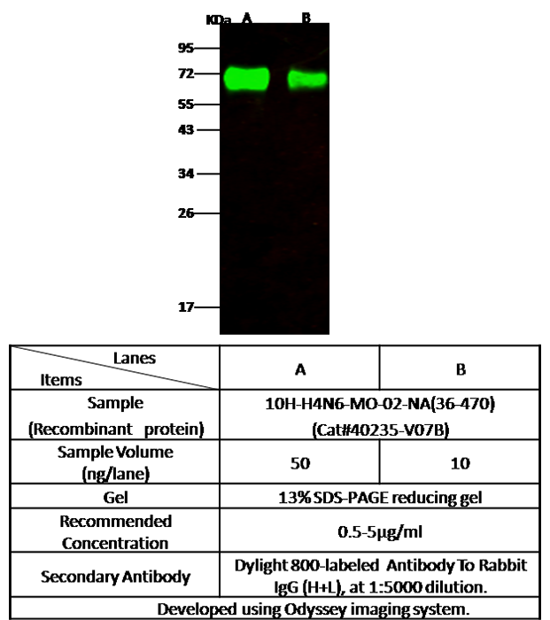Influenza A H4N6 (A/mallard/Ohio/657/2002) Neuraminidase / NA Antibody, Rabbit PAb, Antigen Affinity Purified, Western blot
