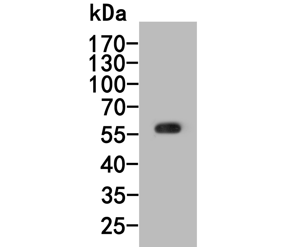 Fig1:; Western blot analysis of Cyclin A1 on rat testis tissue lysate. Proteins were transferred to a PVDF membrane and blocked with 5% NFDM/TBST for 1 hour at room temperature. The primary antibody ( 1/1,000) was used in 5% NFDM/TBST at room temperature for 2 hours. Goat Anti-Rabbit IgG - HRP Secondary Antibody (HA1001) at 1:200,000 dilution was used for 1 hour at room temperature.