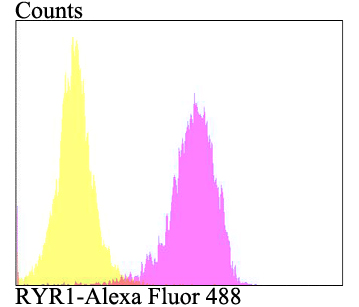 Fig4: Flow cytometric analysis of SiHa cells with RYR1 antibody at 1/100 dilution (fuchsia) compared with an unlabelled control (cells without incubation with primary antibody; yellow). Alexa Fluor 488-conjugated goat anti-rabbit IgG was used as the secondary antibody.